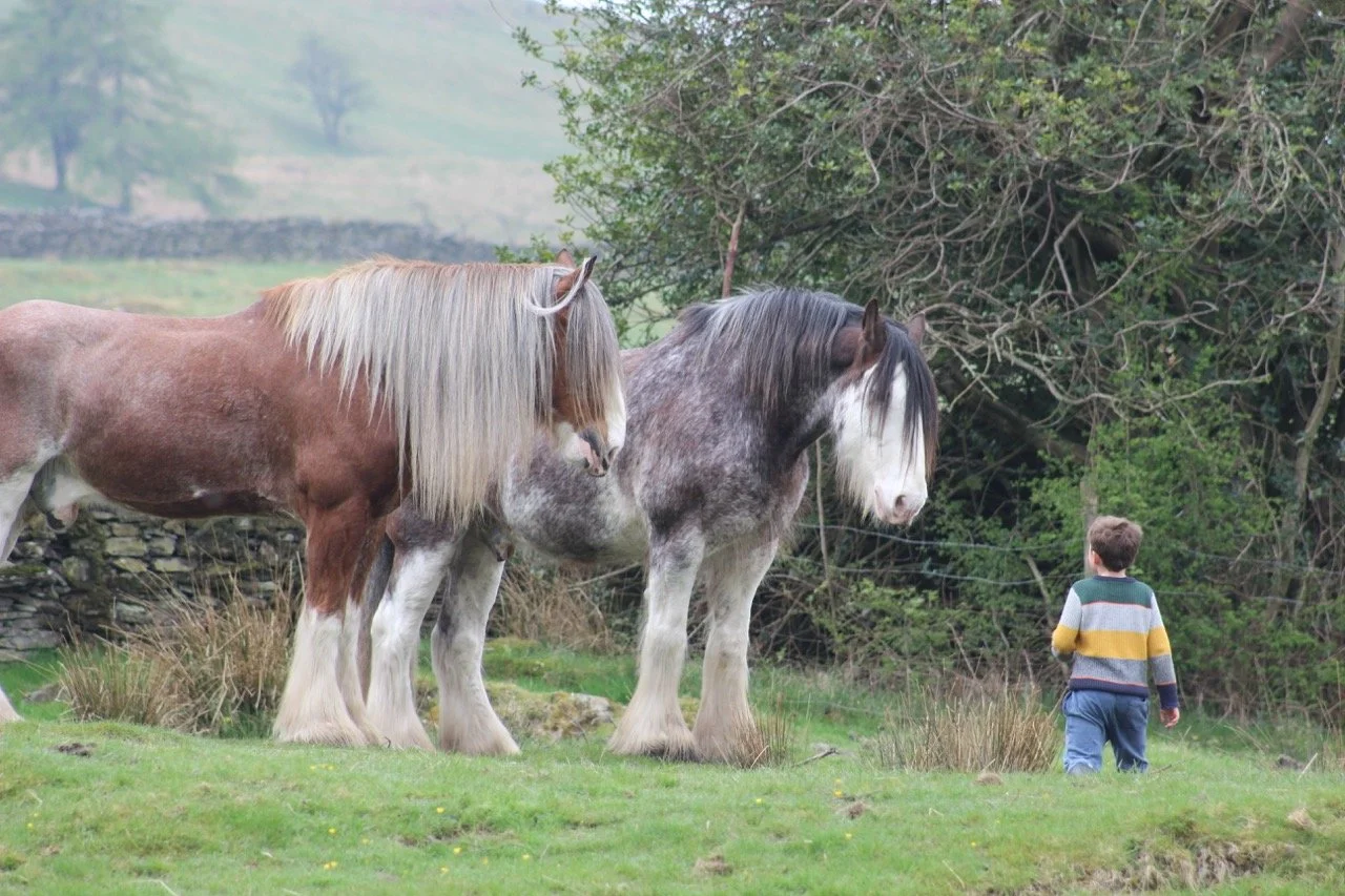 A young boy in a striped sweater and jeans standing in a grassy field, facing three large horses with long flowing manes near a tree and stone wall in a rural landscape.