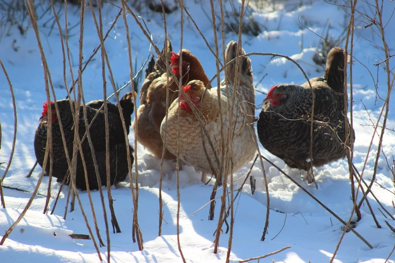 Group of chickens standing in snow among bare branches.