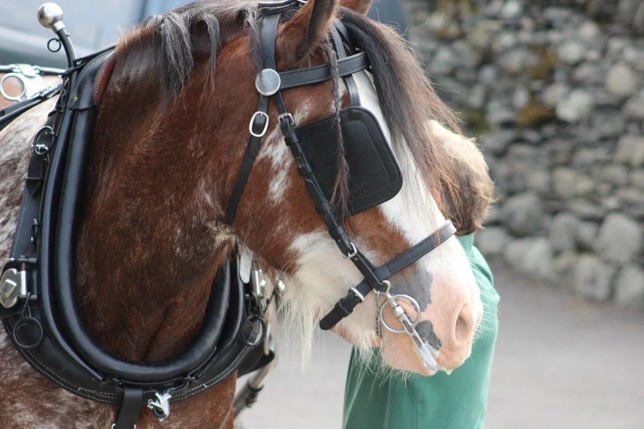 Close-up of a brown and white horse with a black bridle and blinders, standing outdoors with a person in green clothing nearby and a stone wall in the background.
