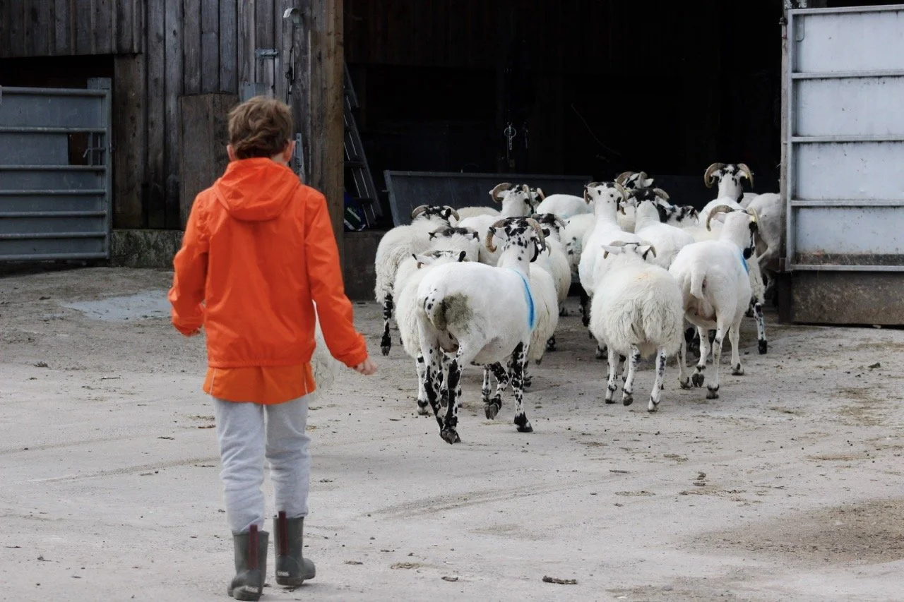 A young boy wearing an orange jacket and gray rain boots watching a herd of mostly white sheep with black markings walk into a barn.