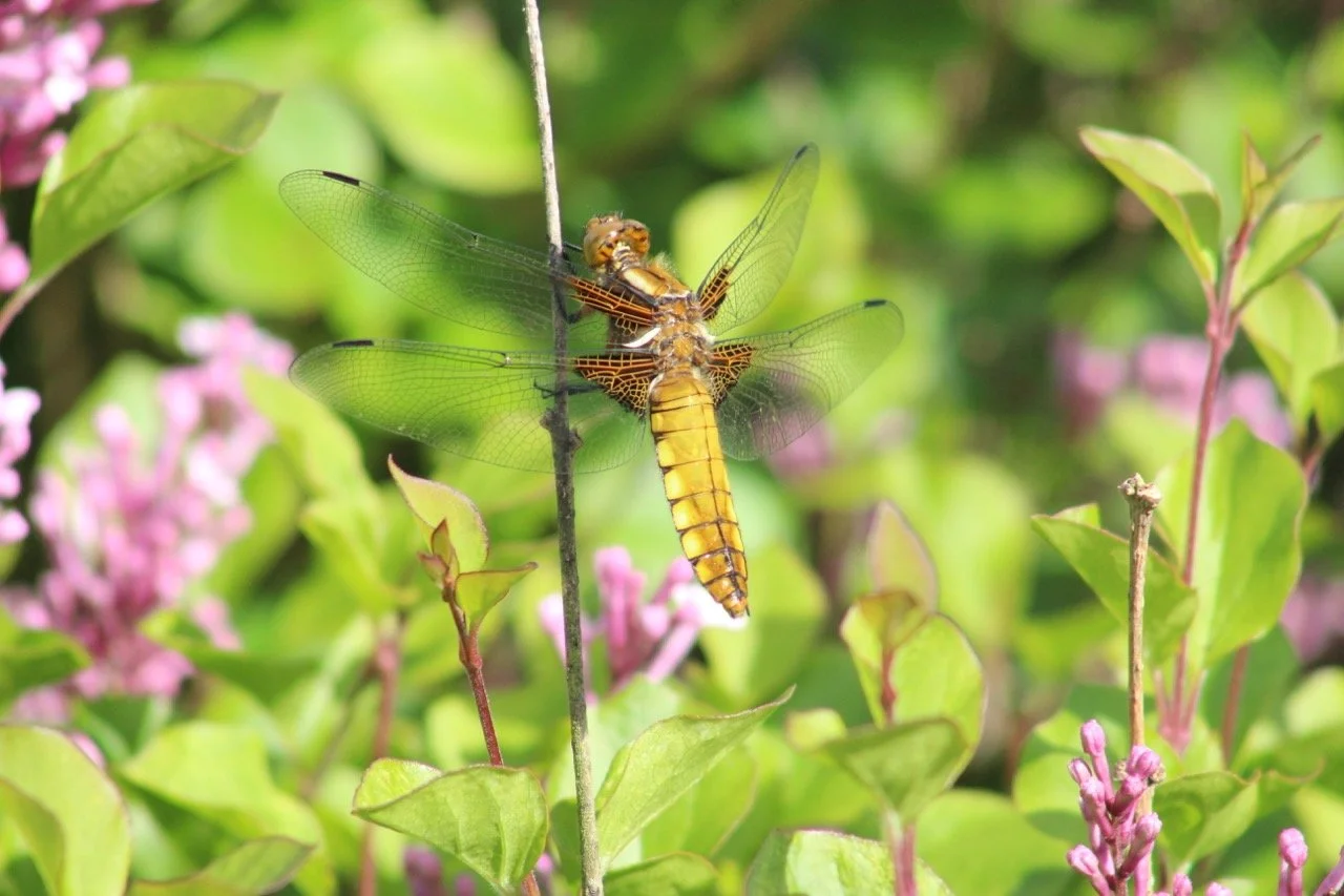 Close-up of a yellow dragonfly perched on a thin plant stem among green leaves and pink flowers.