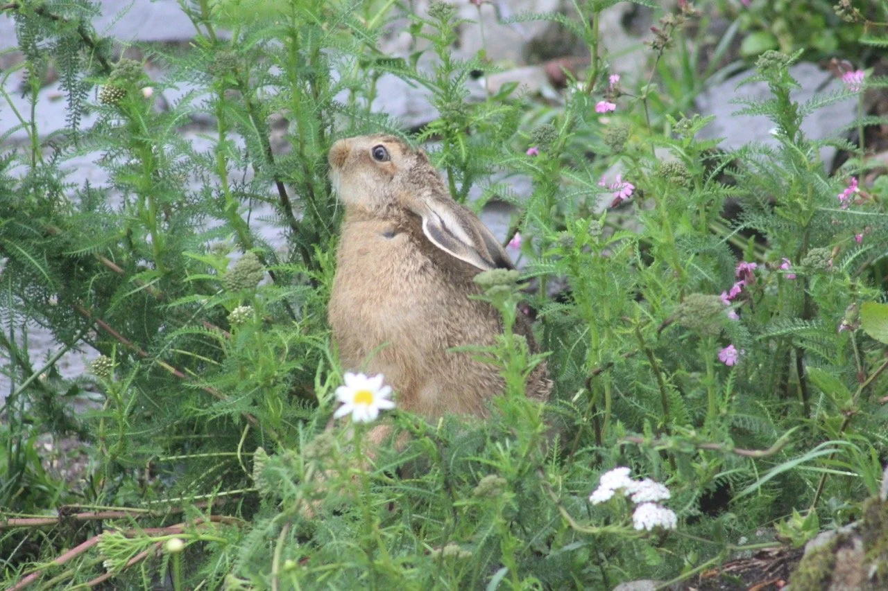 A small brown hare hiding among green plants and pink and white flowers.