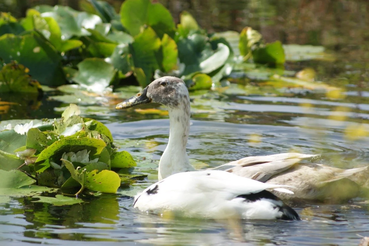 A mixed-breed duck swimming among water lilies in a pond.