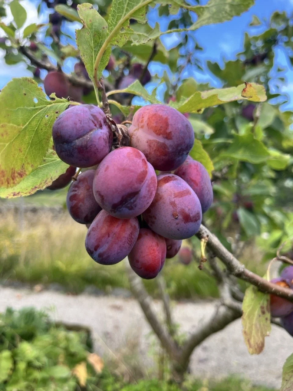 Cluster of purple grapes hanging from a vine with green leaves, blue sky in the background.