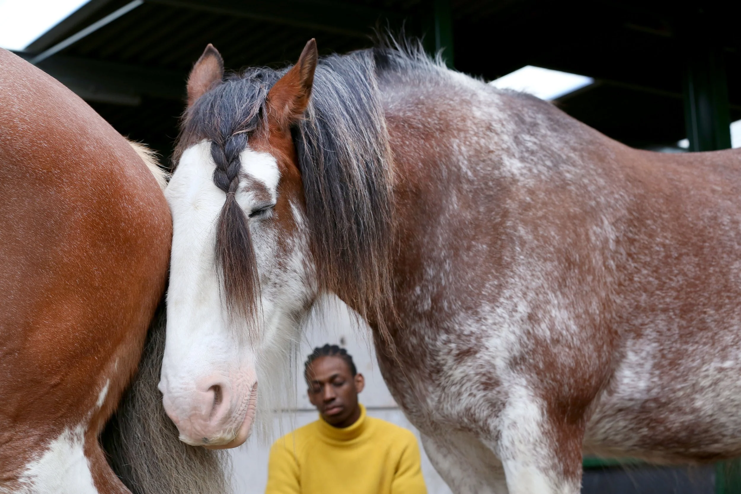 Close-up of two horses, one brown and white and the other mottled gray and white, with a person in a yellow shirt in the background.