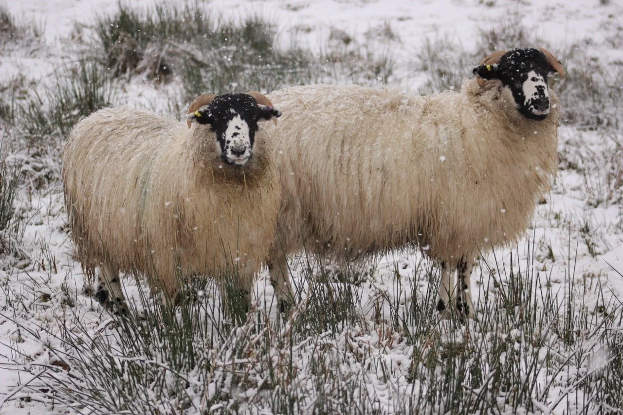 Two sheep with thick woolly coats standing in snow-covered grassy field, facing forward.