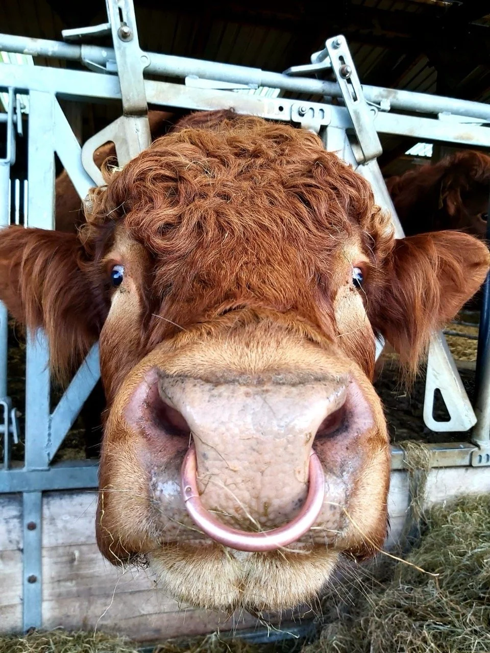 Close-up of a brown cow with a pink nose and piercing blue eyes, looking directly at the camera with hay around its mouth, in a barn or farm setting.