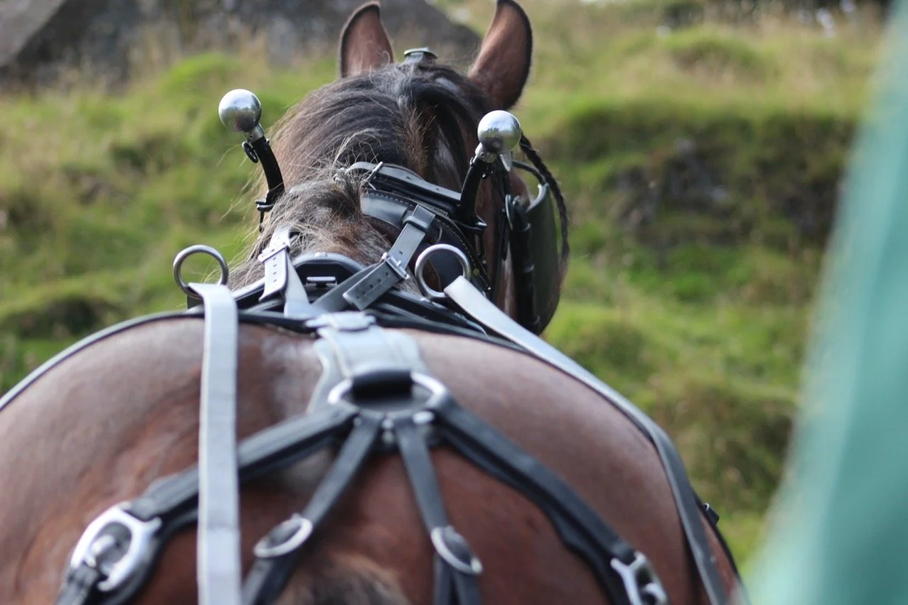 Close-up view of a horse in harness, viewed from behind as it pulls a carriage or sulky on a grassy field.