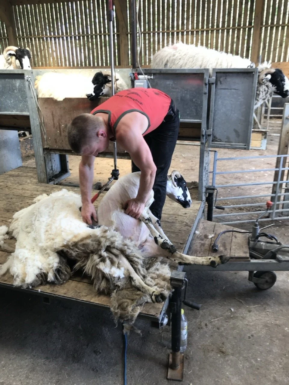 A man in a red tank top is shearing a sheep lying on a wooden table inside a barn, with other sheep watching.