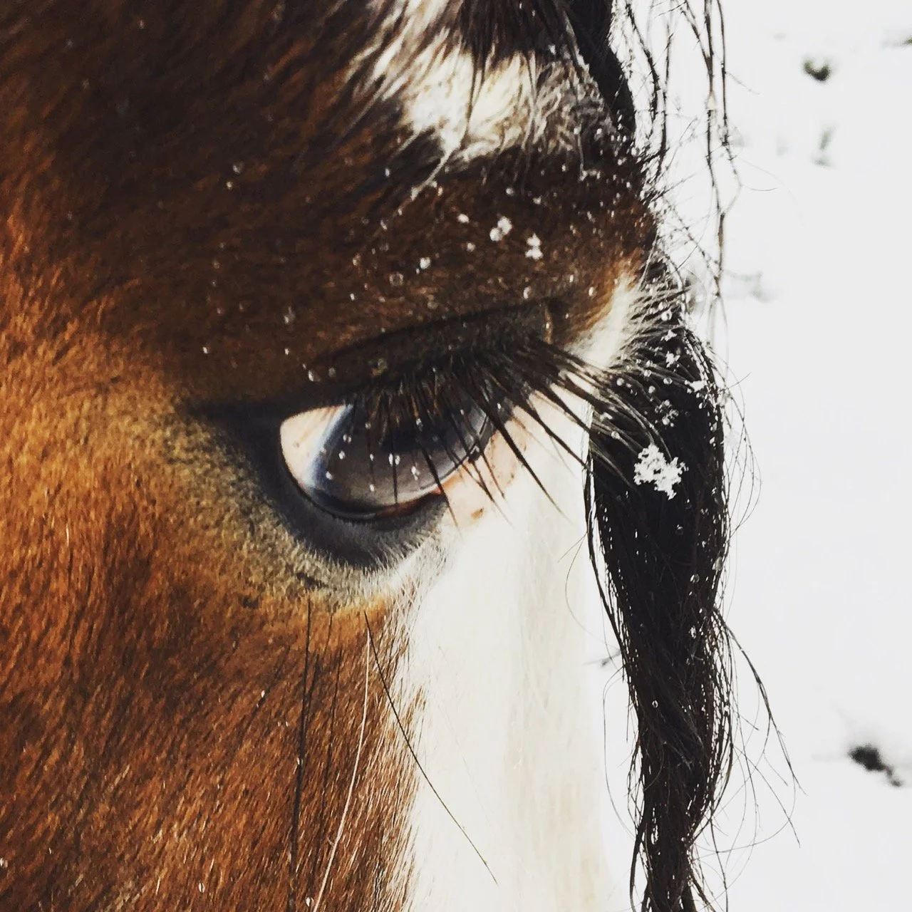 Close-up of a horse's eye with snowflakes on its eyelashes and surrounding fur, with snow in the background.