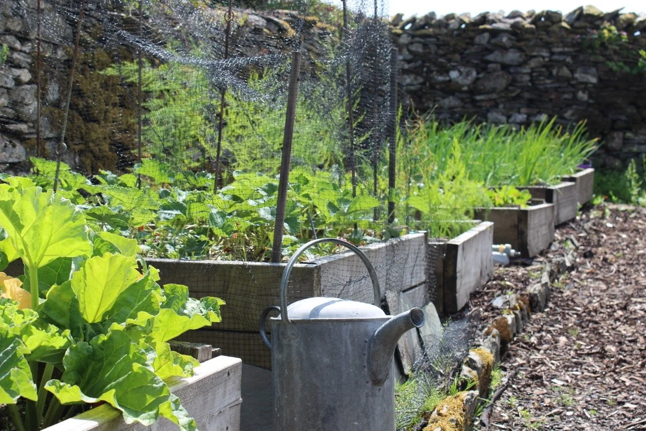 Garden with wooden planters filled with leafy greens and vegetables, a watering can, and a stone wall in the background.