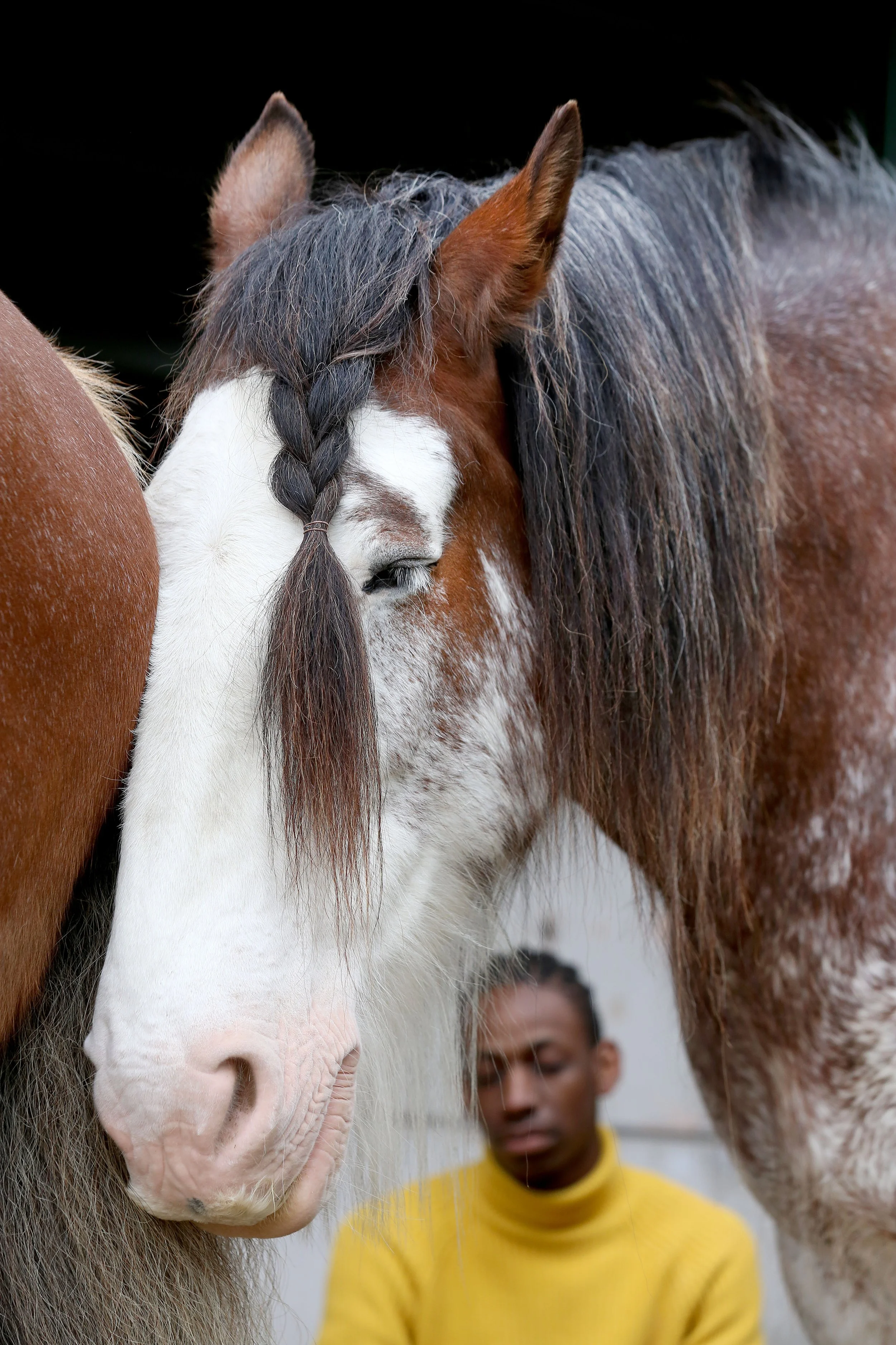 Two horses standing close together with their heads touching, while a young boy in a yellow shirt stands in the blurred background.
