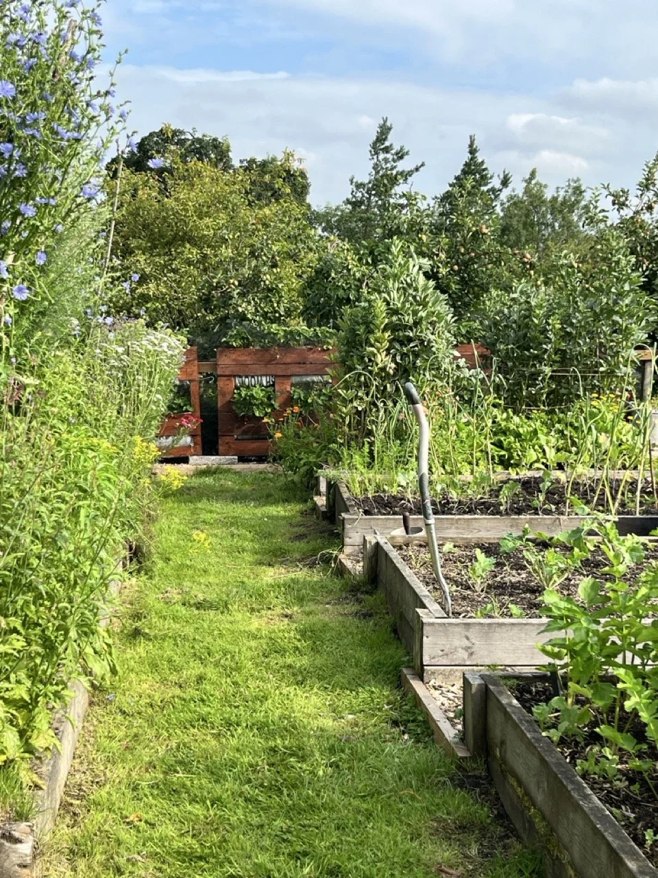 A lush garden path lined with raised wooden garden beds filled with green plants, with trees and bushes in the background under a partly cloudy sky.
