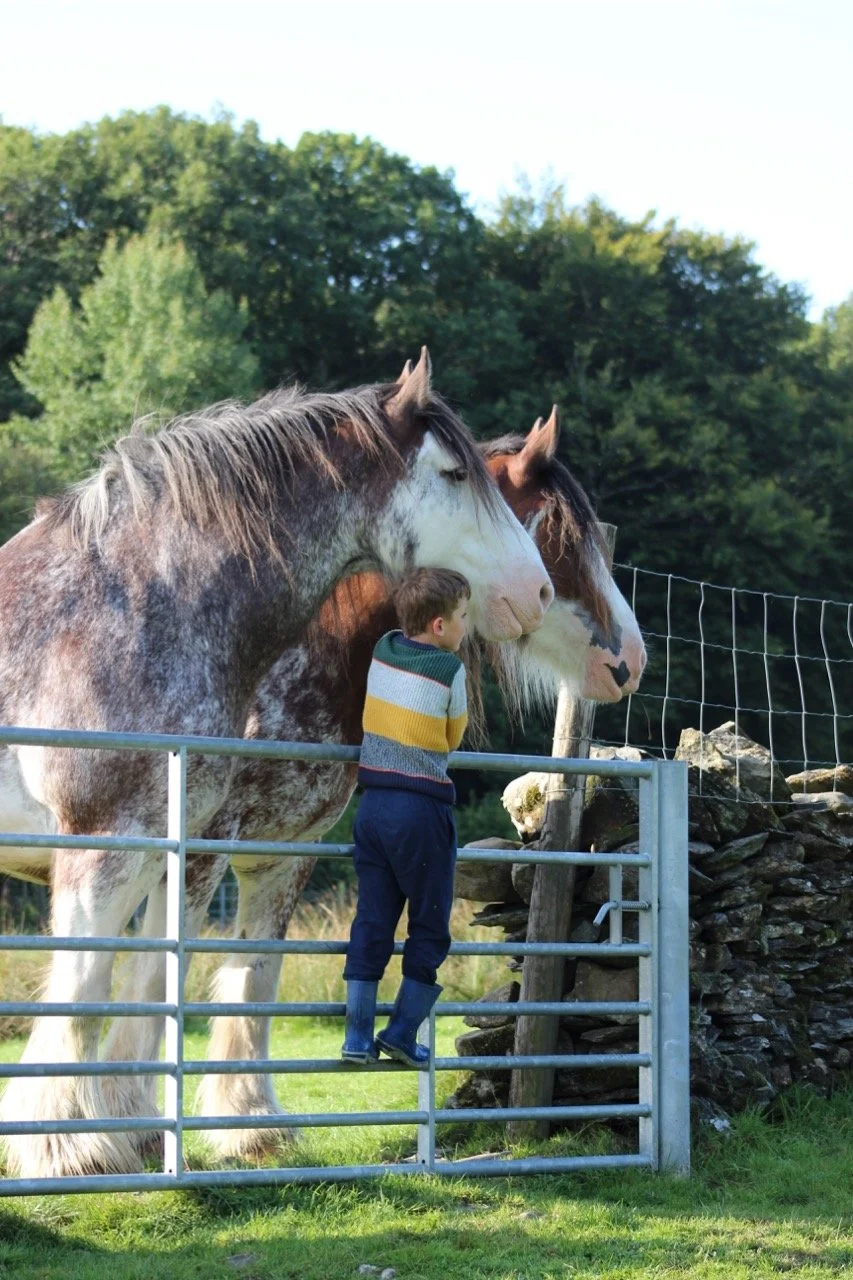 A boy in a striped sweater and rain boots standing on a metal fence, looking at two large horses on the other side of the fence in a grassy field with trees in the background.