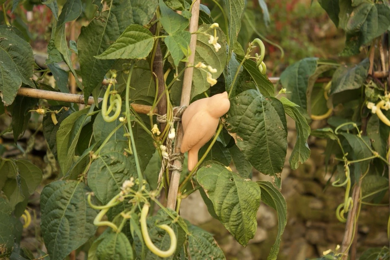 Bean plants with climbing vines, green leaves, and yellow flowers, supported by wooden stakes in a garden.