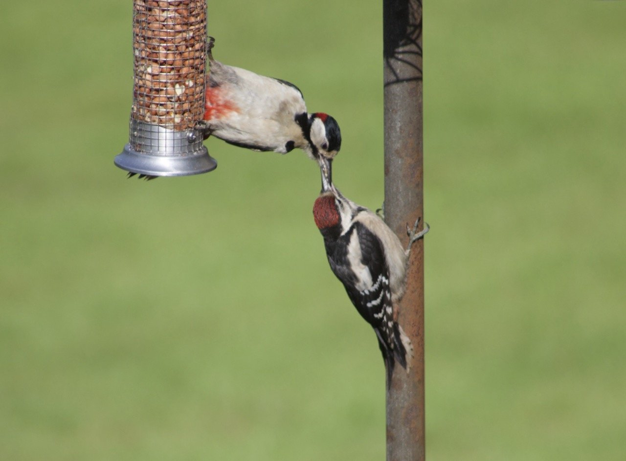 A food feeder hanging from a stand with a woodpecker and a downy woodpecker feeding from it, pecking at the seeds.