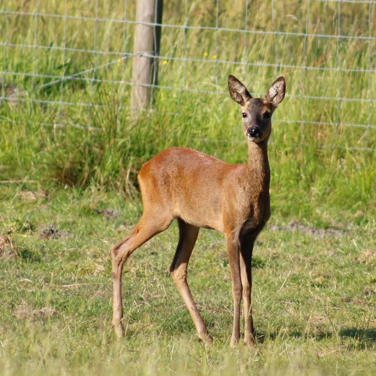 A young deer standing in a grassy field with a wire fence and trees in the background.