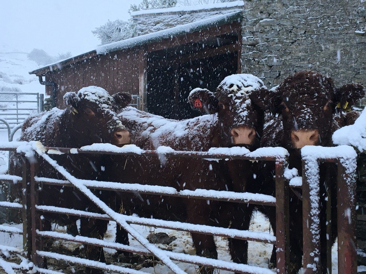 Three brown cows covered in snow standing behind a snow-covered metal gate, with snow falling and a rustic stone and wooden barn in the background.