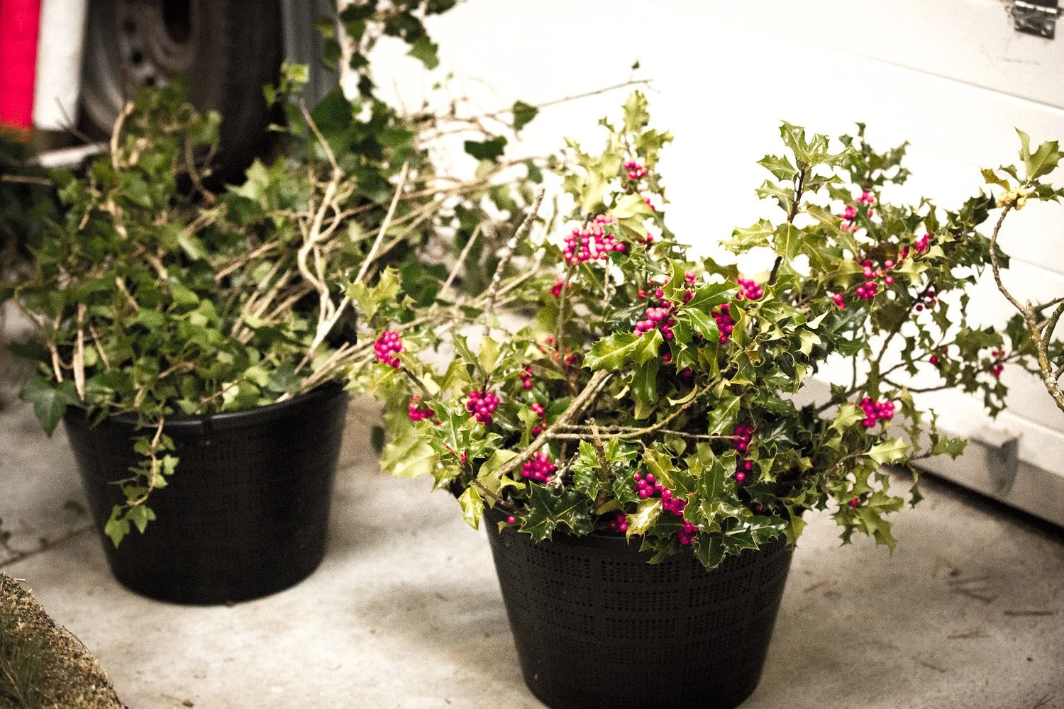 Two potted holly plants with green spiky leaves and pink berries, placed outdoors on a concrete surface near a white wall.