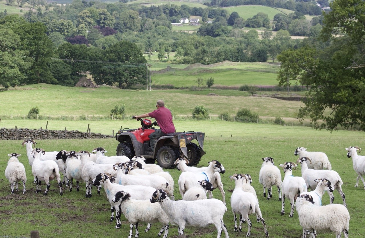 A man on a red ATV herding sheep in a green rural field with rolling hills in the background.