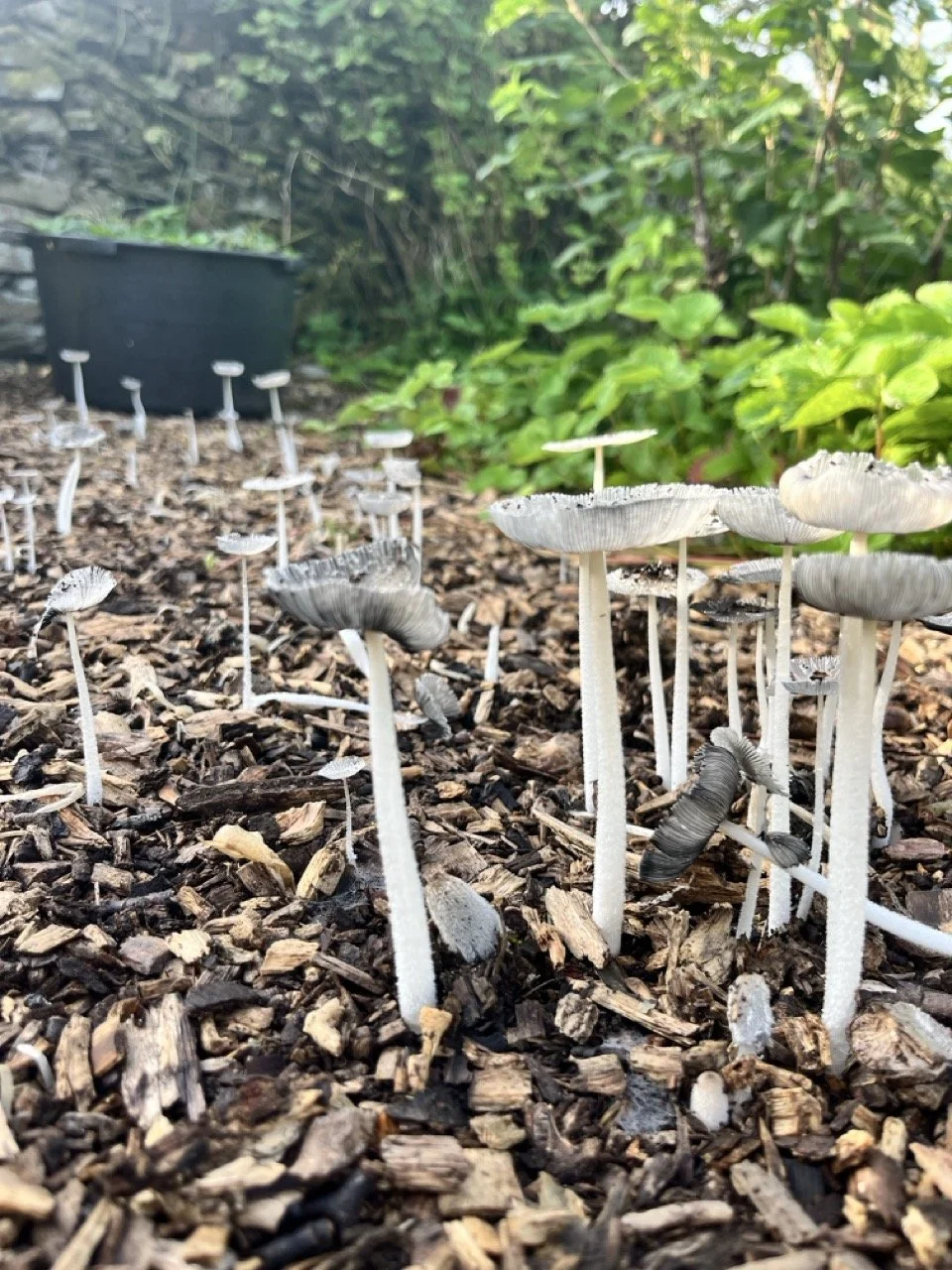 Cluster of small white mushrooms growing among wood chips and mulch in a garden.