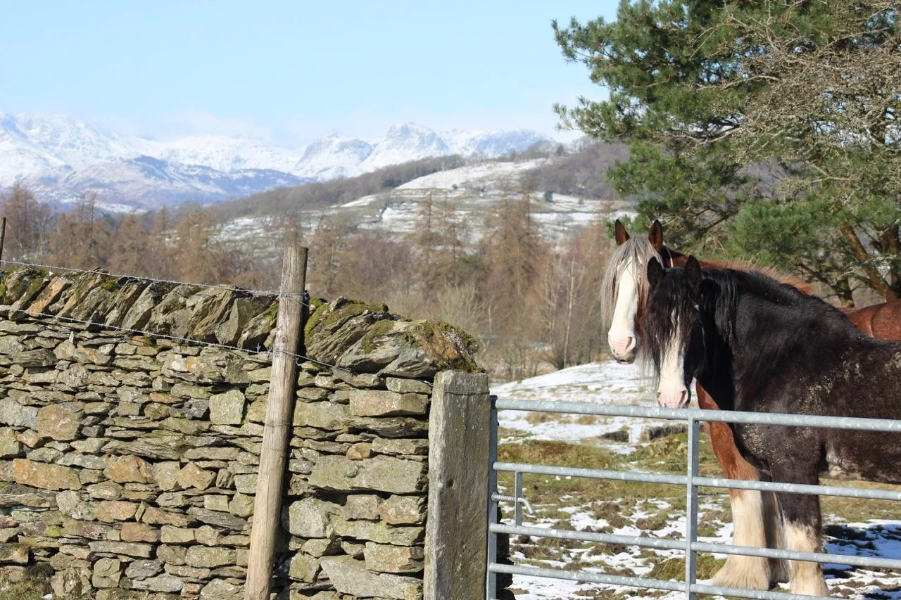 Three horses standing behind a metal fence in a snowy countryside with stone wall and mountains in the background.