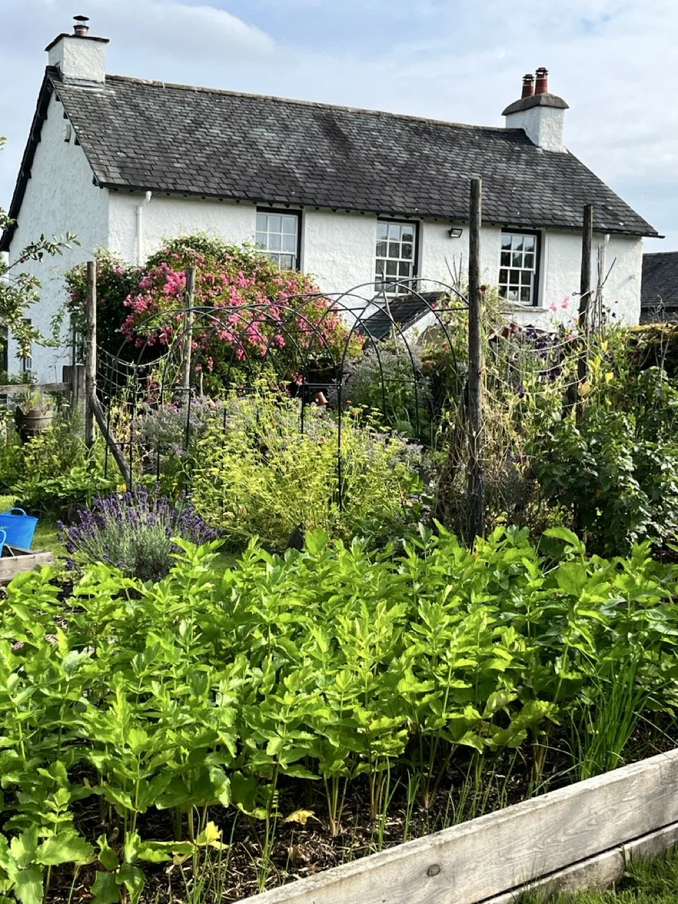 A white house with a dark shingled roof and two chimneys, surrounded by a lush garden with various plants, flowers, and greenery.