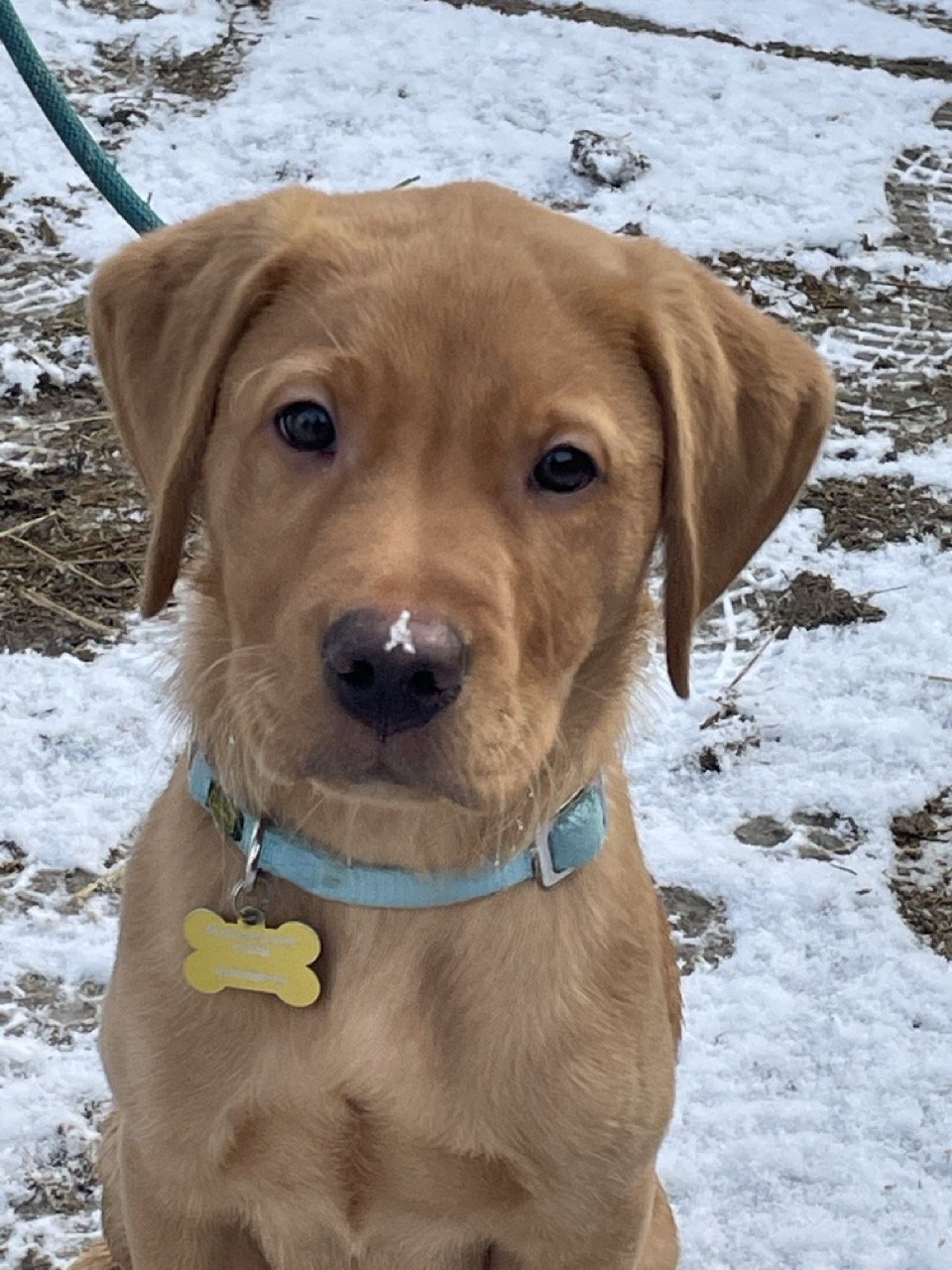 A young brown dog with a blue collar and a yellow tag, sitting outdoors on snow-covered ground, looking at the camera.