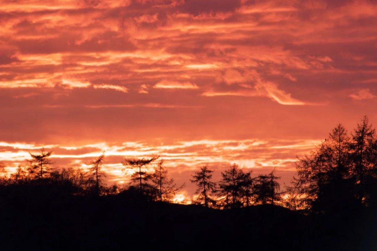 A vibrant sunset over a silhouette of trees with pink, orange, and purple clouds in the sky.