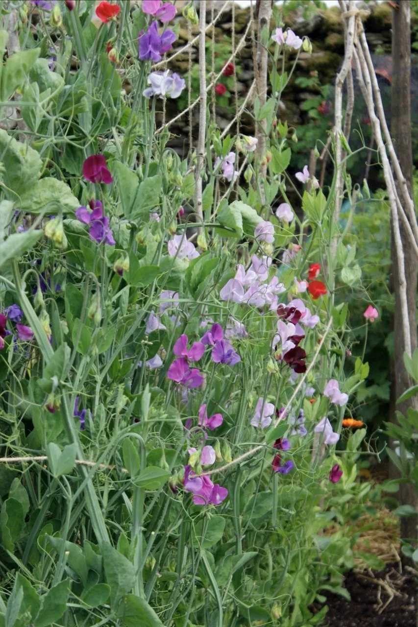 A garden with colorful sweet pea flowers in shades of purple, pink, white, and red, supported by twine and wooden stakes.
