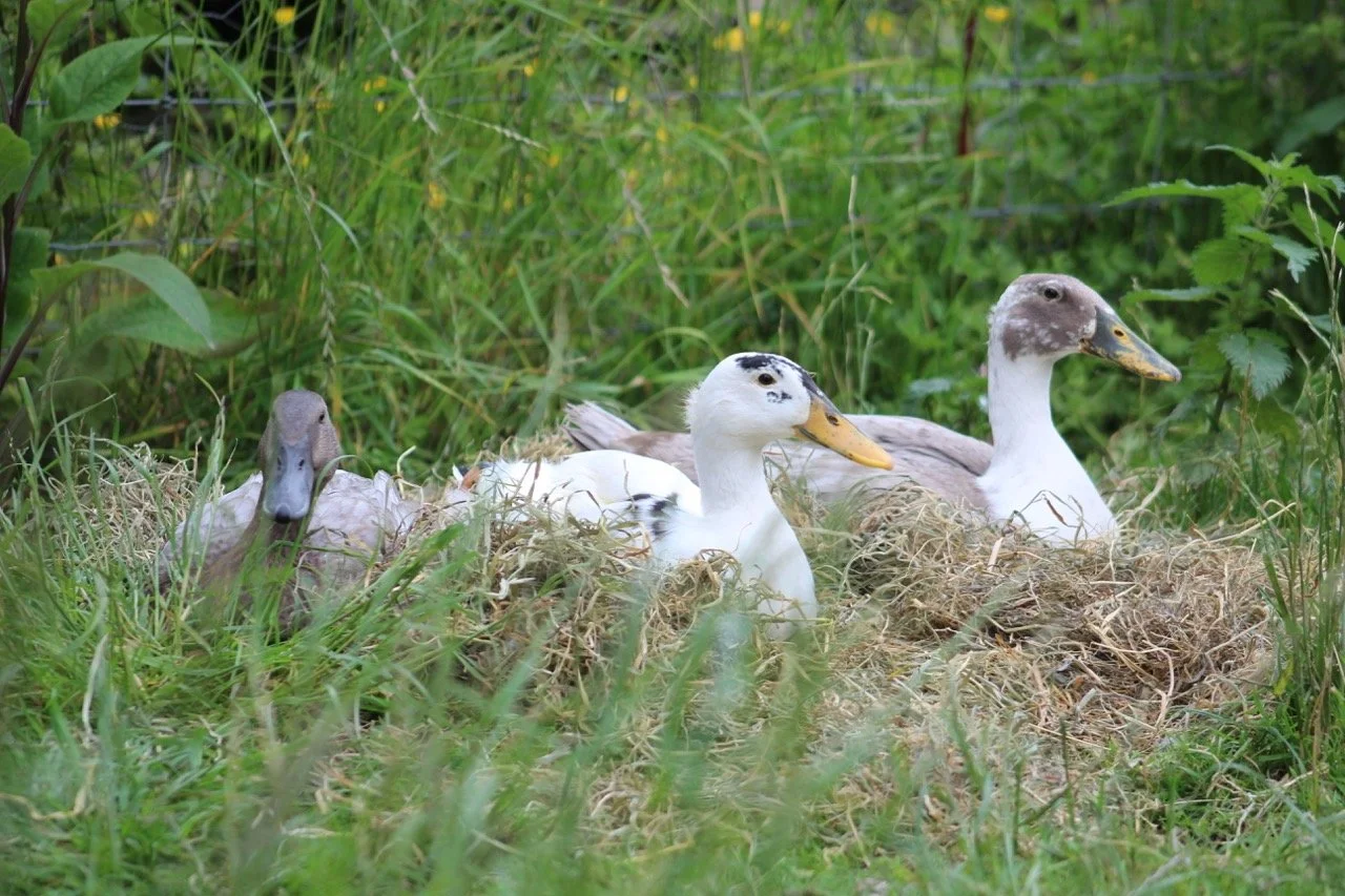 Three ducks resting in a grassy area, with two of them in a nest and surrounded by green plants.