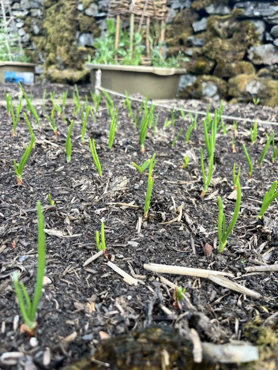 Young green sprouts growing in the soil of a garden bed with a stone wall in the background.
