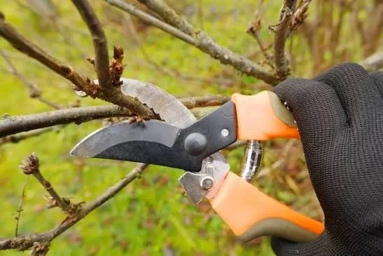 Shrub and small tree pruning