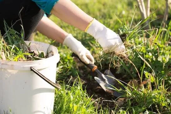 Weeding and maintenance within a garden border