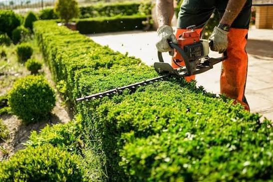 Professional hedge trimming and maintenance