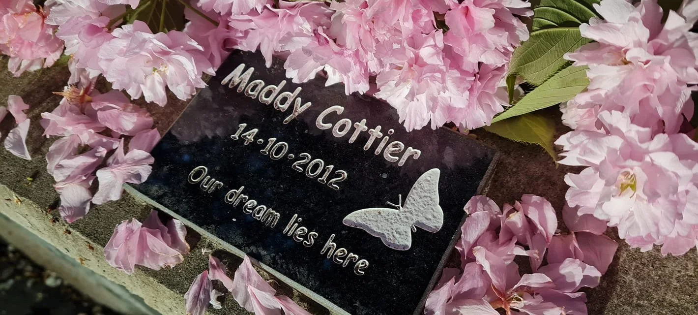 Granite memorial plaque for Maddy Cottier surrounded by pink cherry blossoms