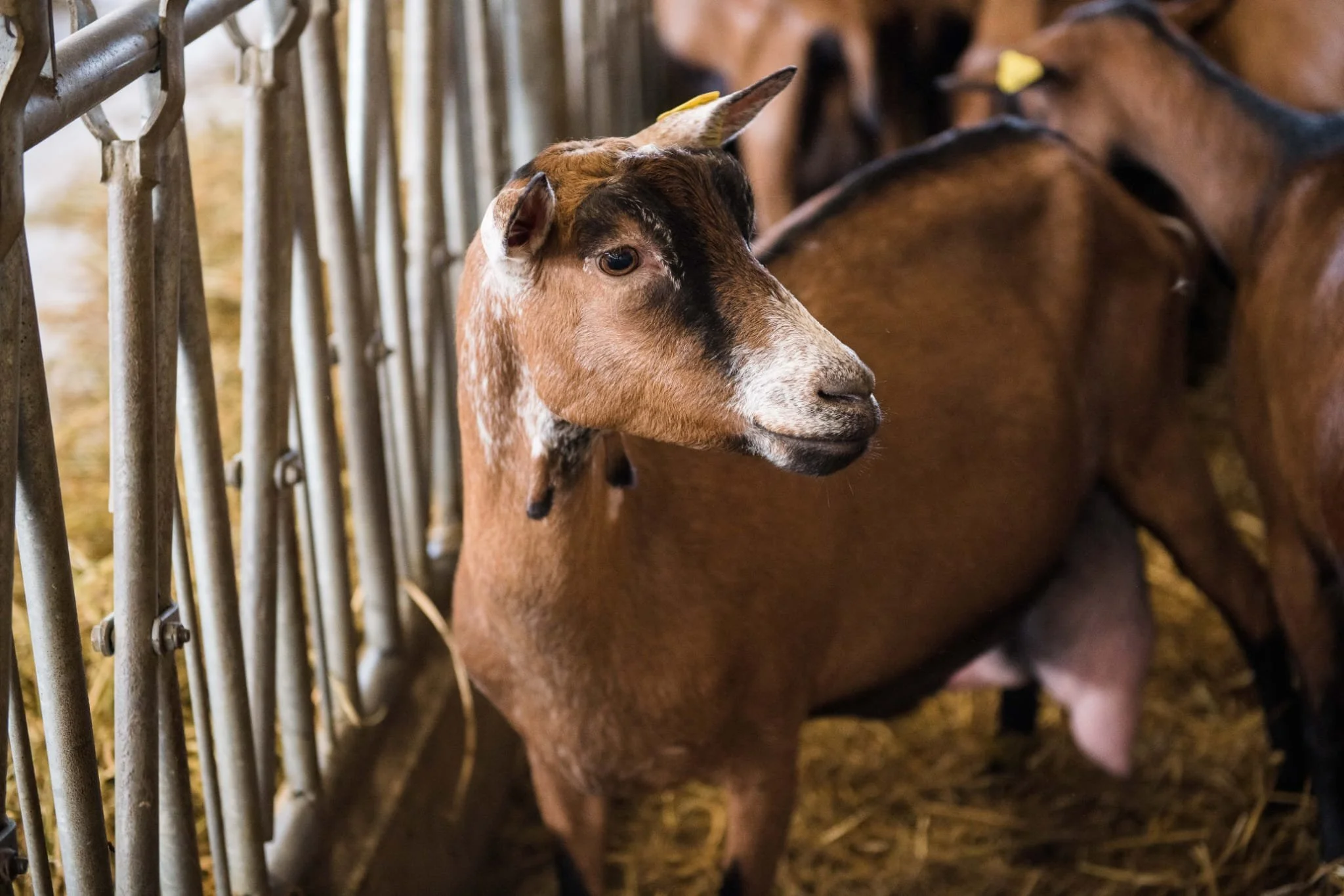Une chèvre brune dans un enclos