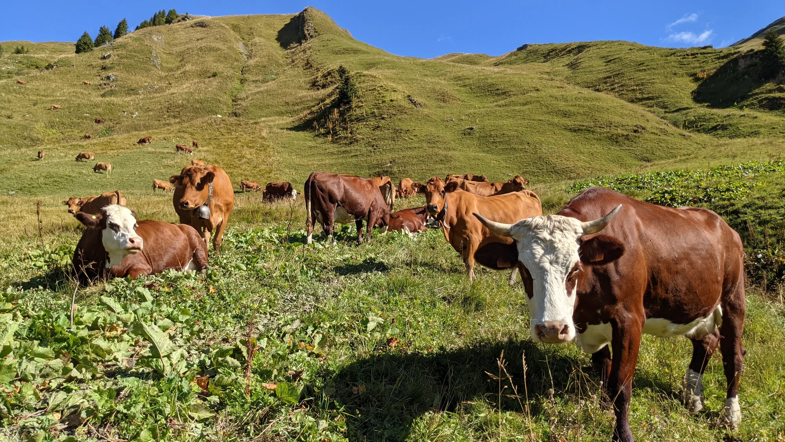 Vaches brunes et blanches allongées dans un pâturage verdoyant avec d'autres vaches en arrière-plan, entourée de collines verdoyantes sous un ciel bleu.