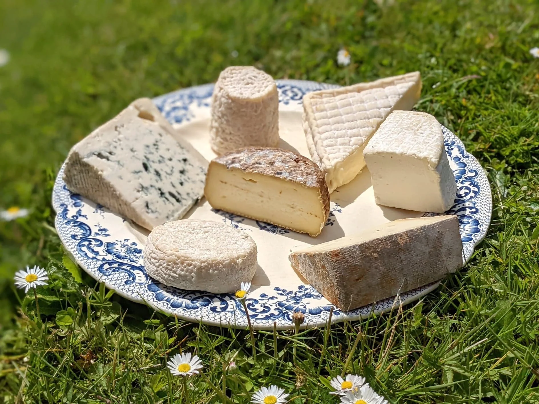 Assiette blanche et bleu, de 7 fromages différents, photo lumineuse car prise dehors, l'assiette est posé sur l'herbe