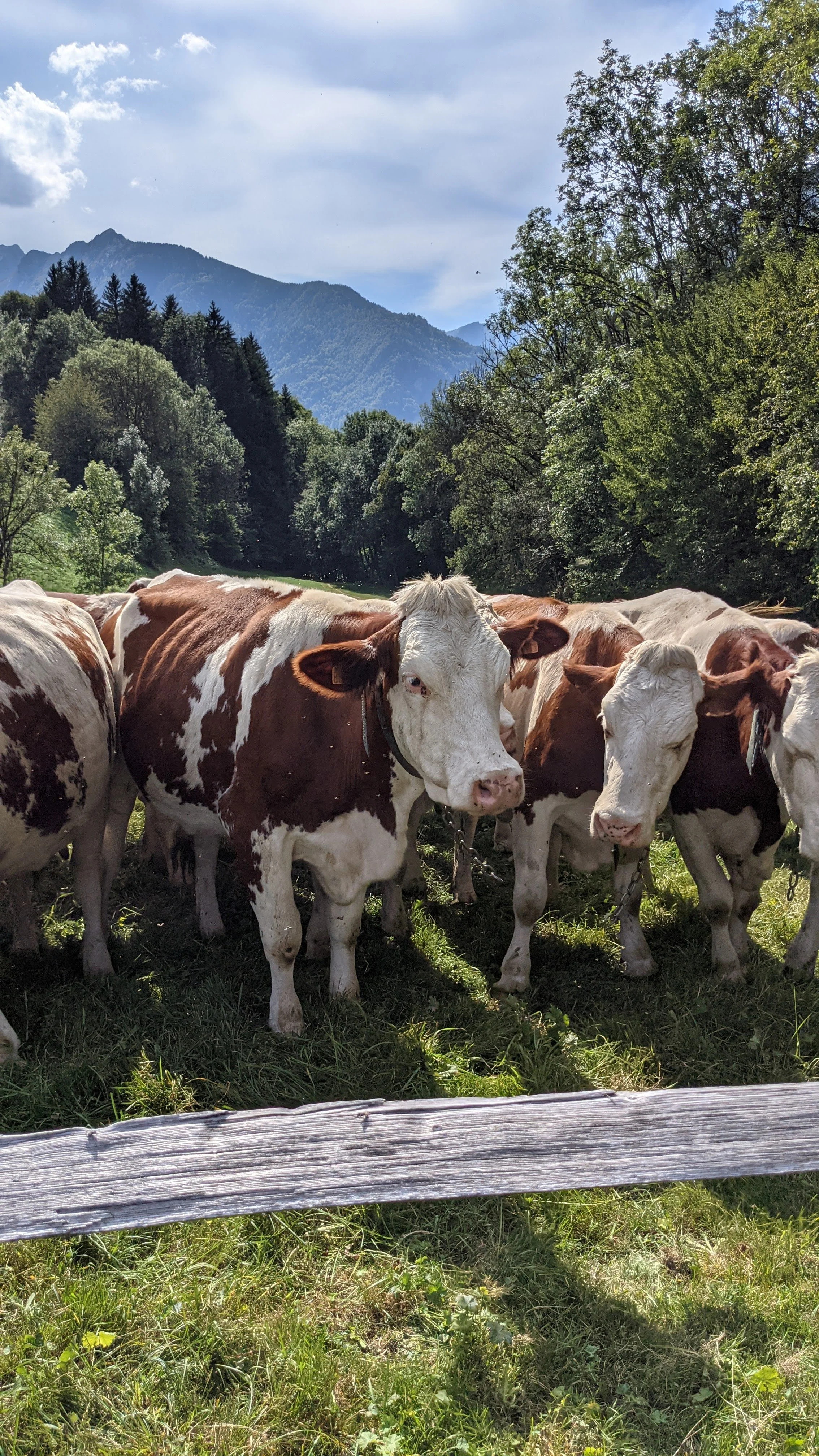 Vaches brunes et blanches dans un pré verdoyant avec des montagnes en arrière-plan, arbres et ciel nuageux.
