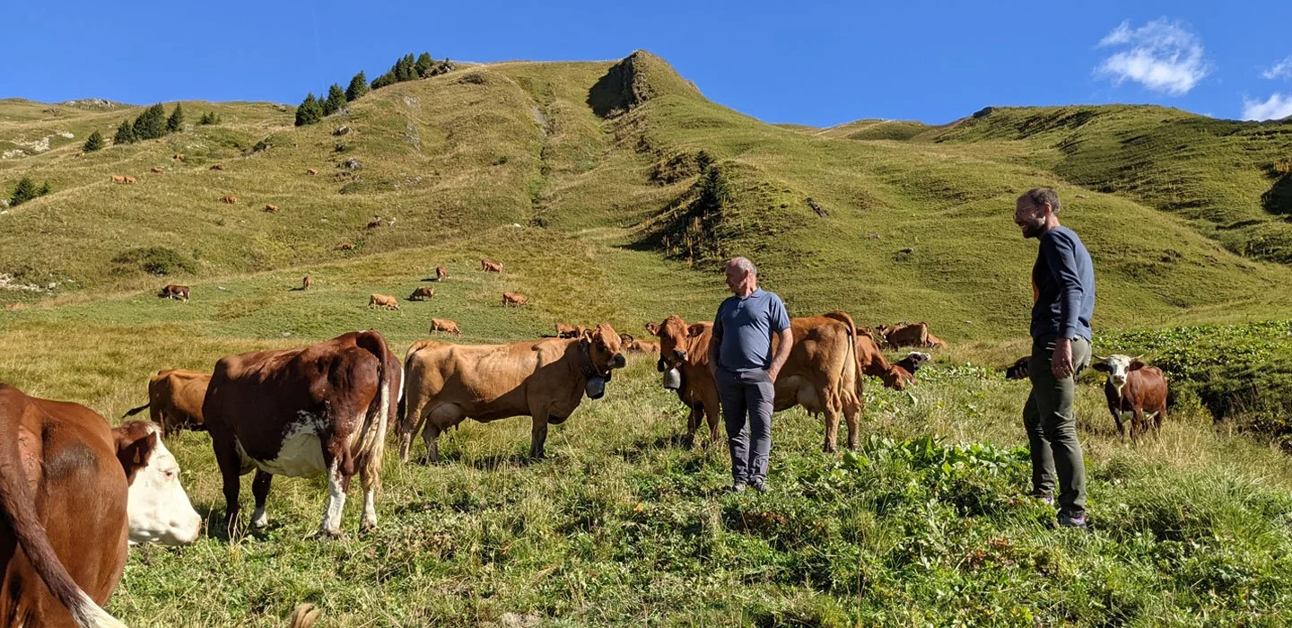 Un paysage vert avec des collines dans le fond, plusieurs vaches brunes et deux hommes debout habillé en bleus qui regardent les vaches, le ciel est bleu