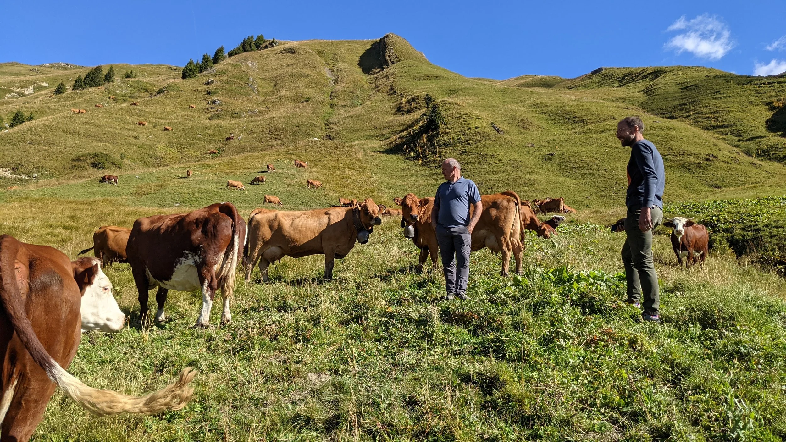 Prairies très verte avec plusieurs vaches brunes et blanches, deux hommes debout habillé en bleu regardent les vaches 