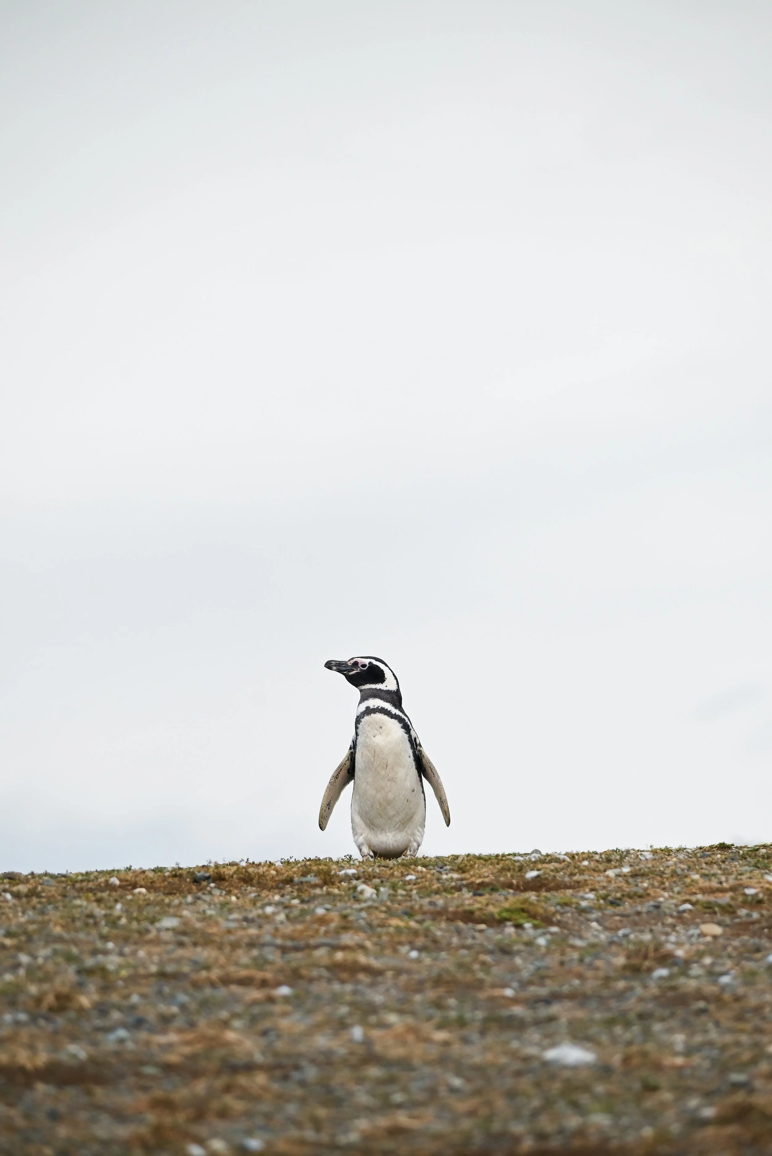 A penguin standing on rocky ground with an overcast sky in the background.