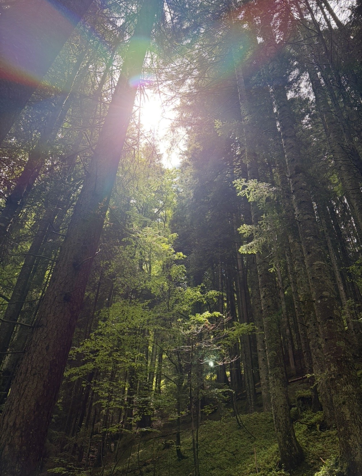 Sunlight filters through the tall trees of a dense forest with lush green foliage and a dark forest floor.