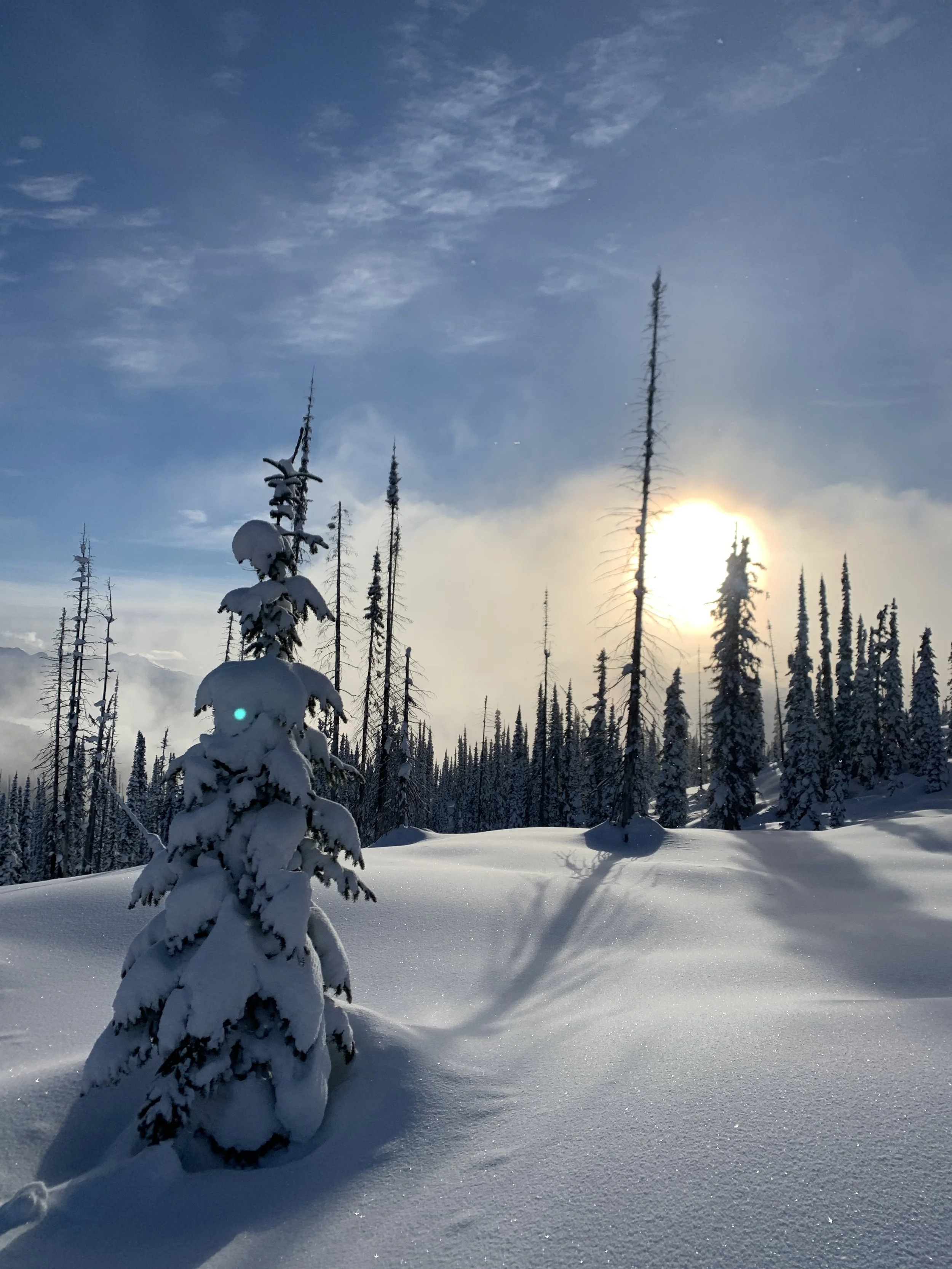 Snow-covered trees in a winter landscape with the sun setting or rising behind them, creating a warm glow in the sky.