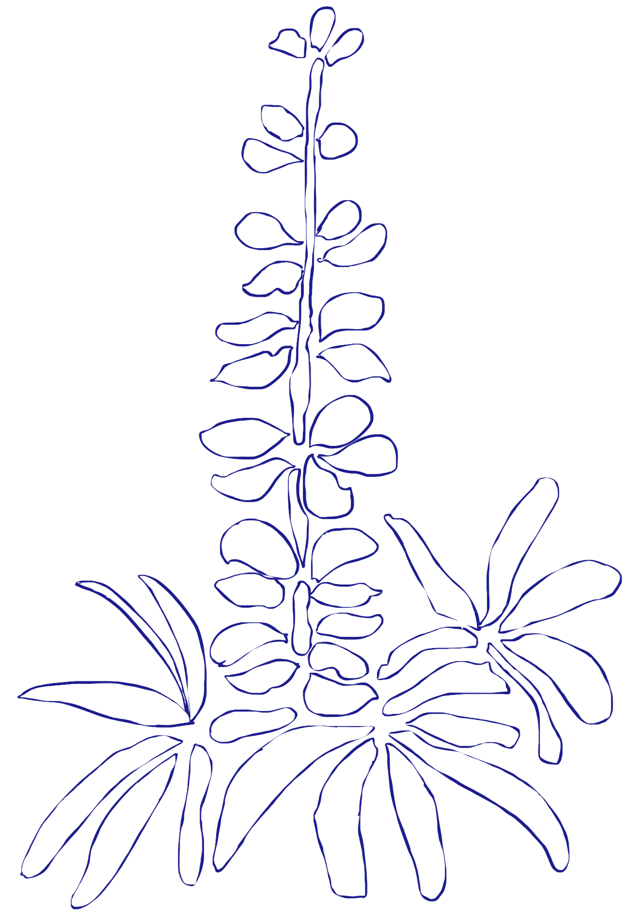Outline drawing of a Lupine flower, a plant with large leaves and a tall stem, depicted in blue on a blank background.