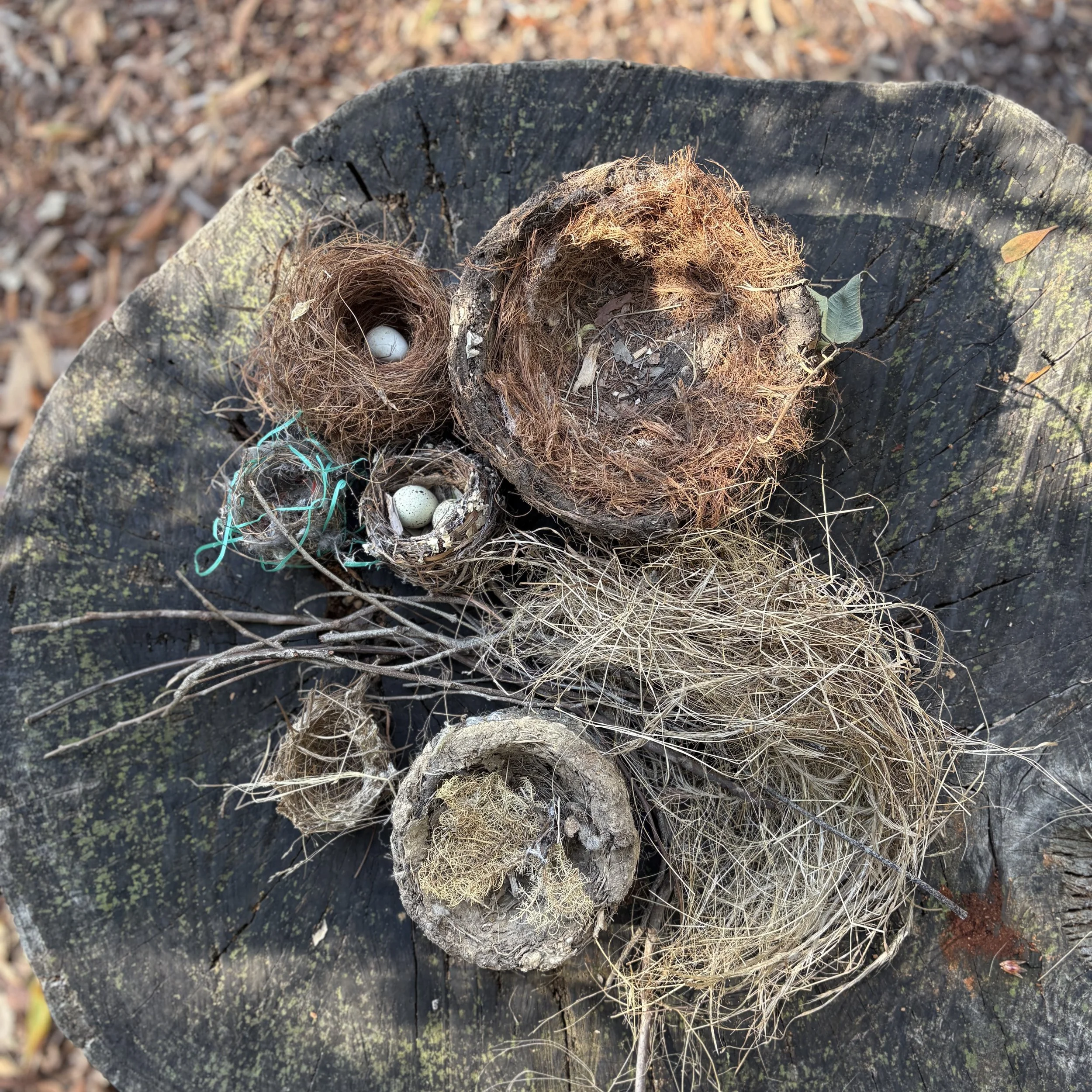 Building Bird Nests