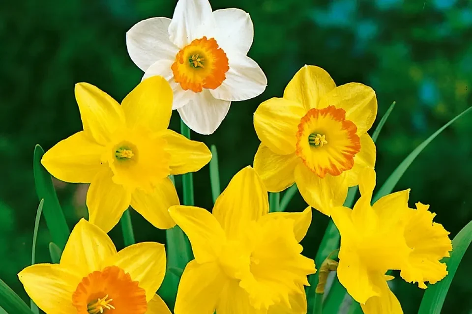 Close-up of yellow and white daffodil flowers with green background.