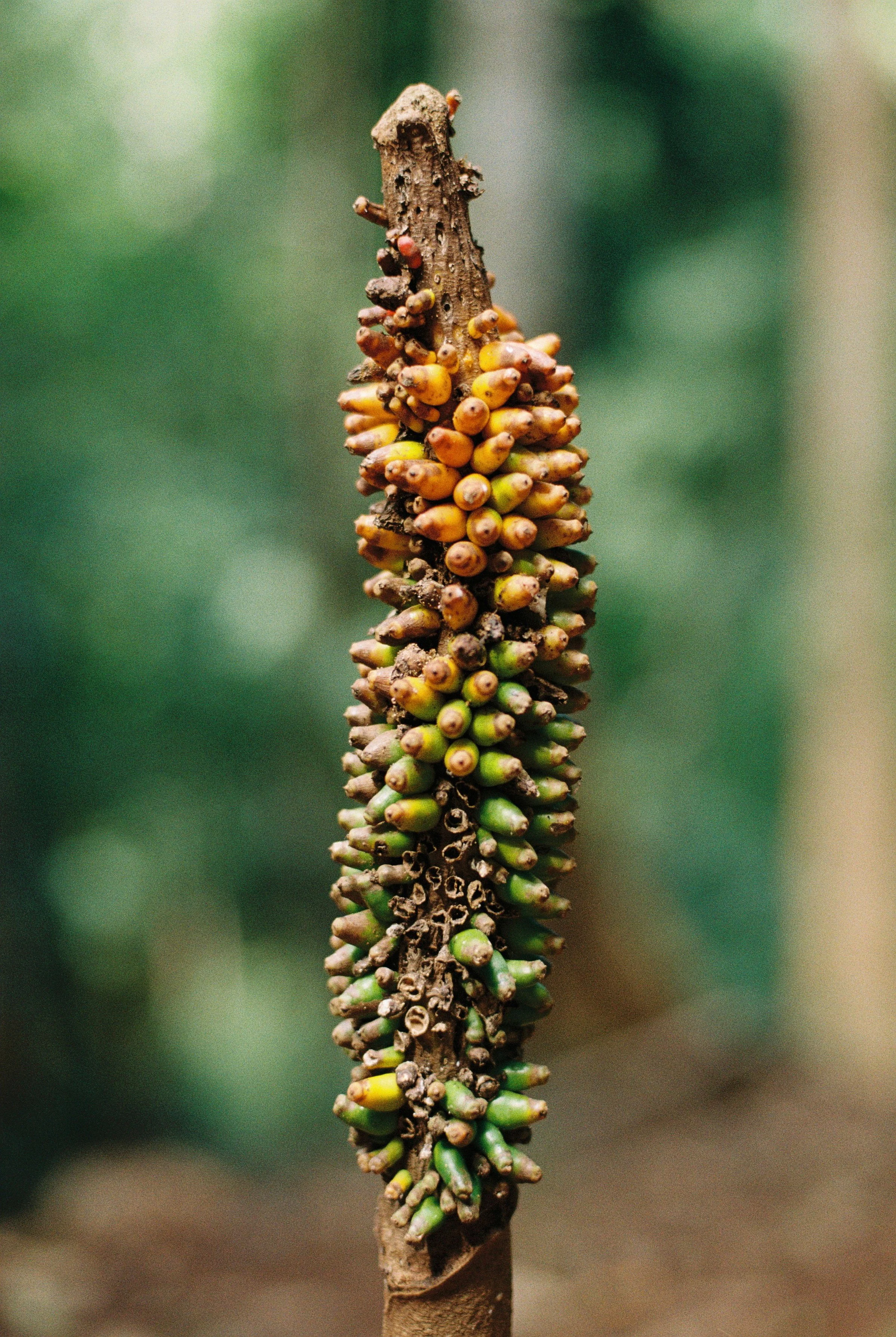 Close-up of a plant stem with numerous small, clustered green and yellow seed pods or buds.