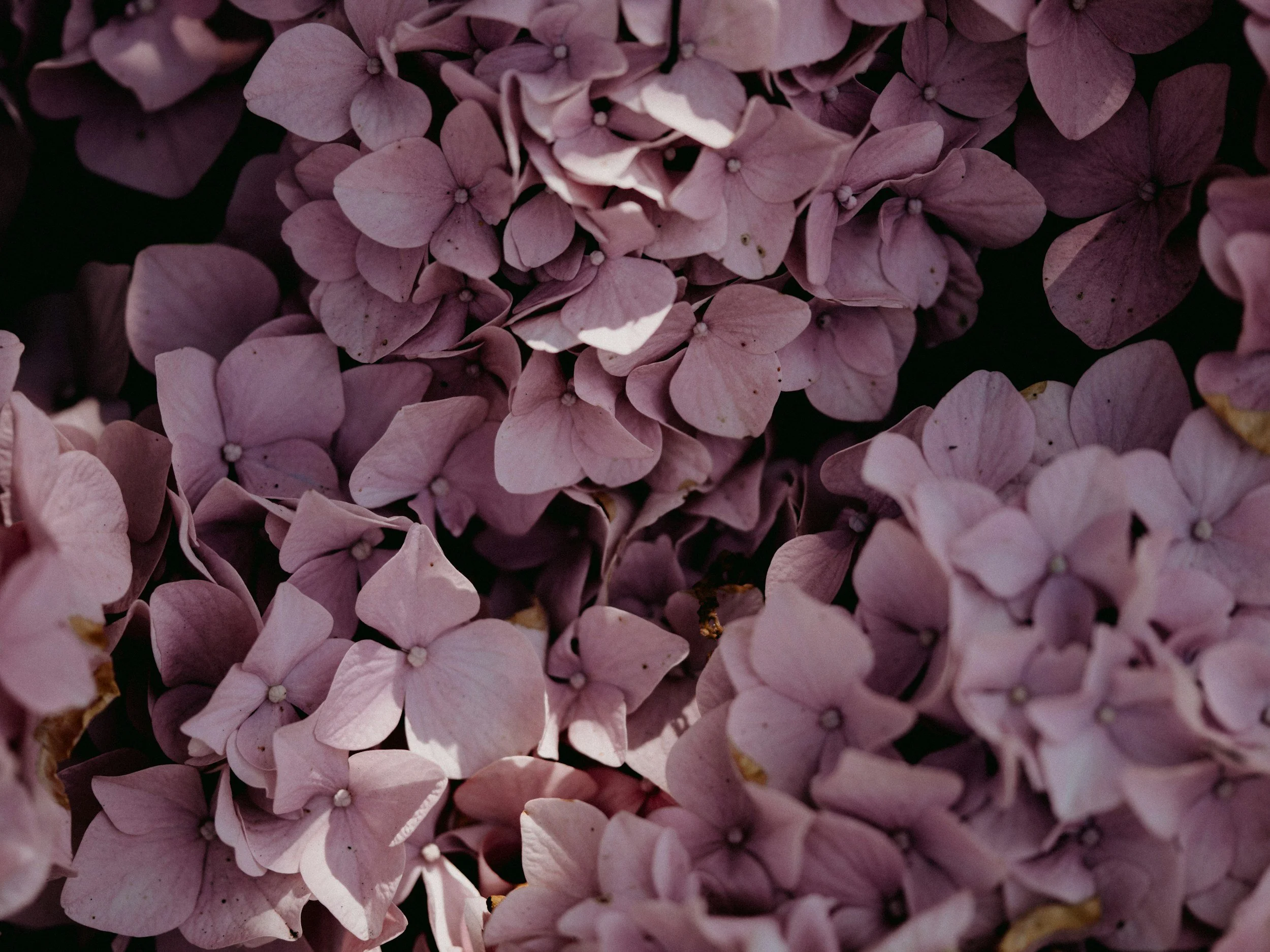 Close-up of soft pink and mauve hydrangea flowers.